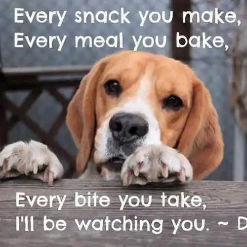 Funny Dog Quote Drinks Coaster - MM Collectables