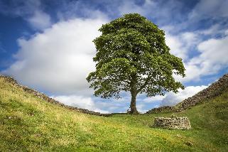 Sycamore Gap Tree Hadrian's Wall Photo Kitchen Magnet - MM Collectables
